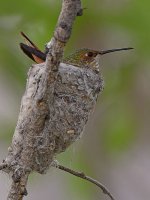 Hummer7.jpg