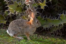 Rabbit.jpg