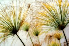 Brain Dead Plant Photo.jpg