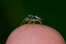 DSC_8006.jpg