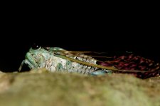 DSC_7985.jpg