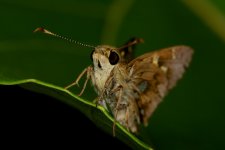 DSC_8010.jpg