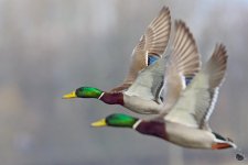 _DSC4962-Edit.jpg