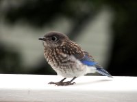 DSCN9556.jpg