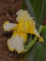 Iris.jpg