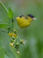 Finch5.jpg