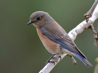 Bluebird2.jpg
