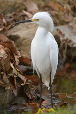 Egret.jpg