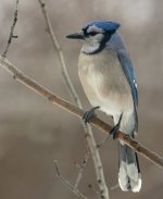 Blue jay 28 Jan 2015.jpg