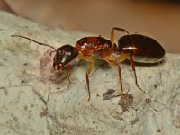 Ant2.jpg