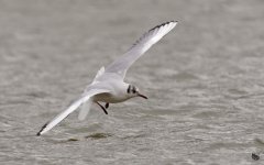 _DSC4867-Edit-2.jpg