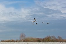 DSC_0661.jpg