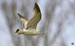_DSC5126-Edit.jpg