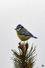 _DSC5248-Edit.jpg