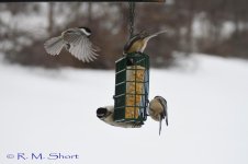 Downy Woodpecker 012915 30.jpg