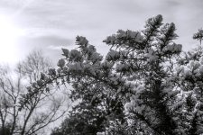 DSC_0642bw.jpg