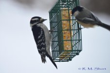 Downy Woodpecker 012915 01.jpg