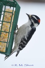 Downy Woodpecker 012915 14.jpg