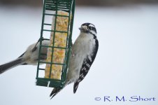 Downy Woodpecker 012915 17.jpg
