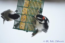 Downy Woodpecker 012915 29.jpg