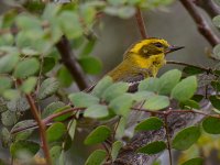 warbler.jpg