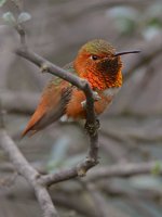 Hummer4.jpg
