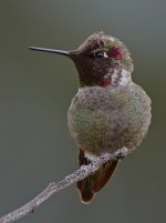 Hummer11.jpg