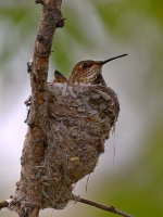 Hummer.jpg