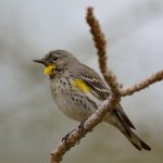 Finch13.jpg