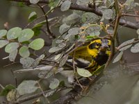 warbler3.jpg