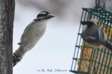 Downy Woodpecker 012915 05.jpg