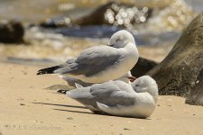 15A_7510_webshot.jpg 15A_7510_webshot.jpg