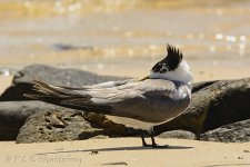 15A_7501_webshot.jpg