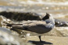15A_7529_webshot.jpg