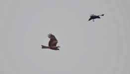 crowhawk.jpg