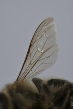 Bee-1.jpg