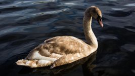 DSC_0348.jpg