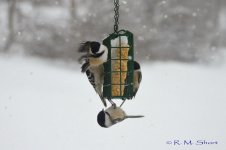 Woodpecker attacks Chickadee 01.jpg
