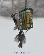 Woodpecker attacks Chickadee 03.jpg