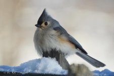 Tufted Titmouse 013115 03.jpg