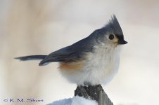 Tufted Titmouse 013115 05.jpg