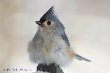 Tufted Titmouse 013115 07.jpg