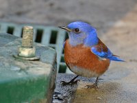 Bluebird7.jpg