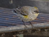 Finch.jpg
