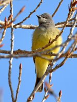 Kingbird.jpg