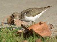 Sandpiper5.jpg