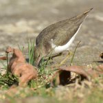 Sandpiper2.jpg