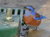 Bluebird6.jpg