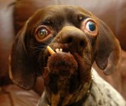 Really-Ugly-And-Weird-Looking-Dog.jpg