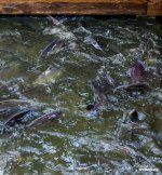 Hua-Hin-Sam-Phan-Nam-Floating-Market--19.jpg